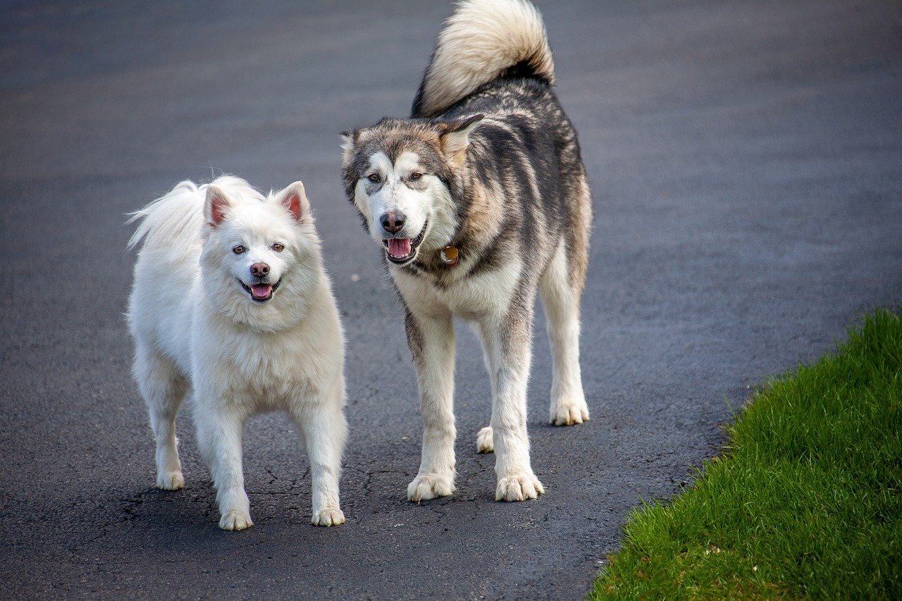 Why Alaskan Malamutes Are Ideal for Active Owners